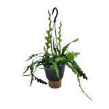 Epiphyllum Anguliger
