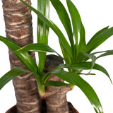 Yucca Elephantipes