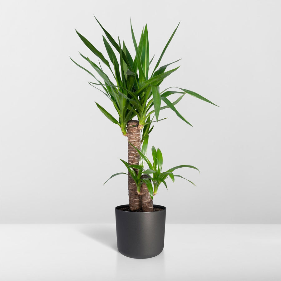 Yucca Elephantipes
