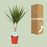 Dracaena Marginata