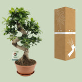 Ficus Ginseng