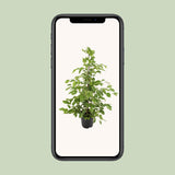 Ficus benjamina Goldenking
