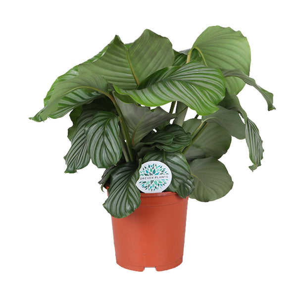 Calathea Orbifolia