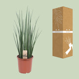 Sansevieria Mikado