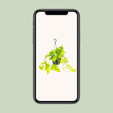 Epipremnum Golden Pothos - Scindapsus