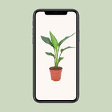 Strelitzia Reginea