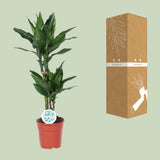Dracaena Janet Lind