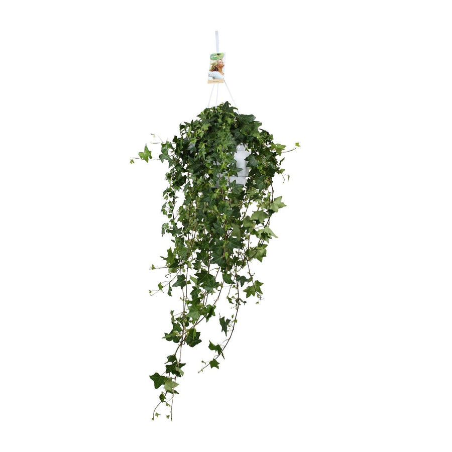 Hedera Helix Pitsburg - Hang/XXL