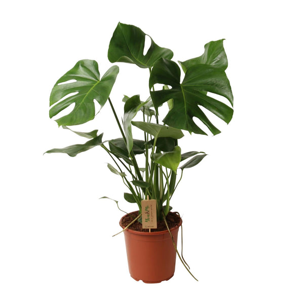Monstera Deliciosa