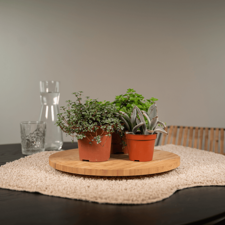 Everspring - Succulent Mix - 18 pieces - 10 cm - Ø8,5 - 9