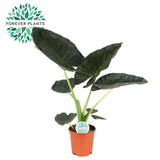 Alocasia Regal Shield