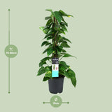 Scindapsus (Epipremnum)