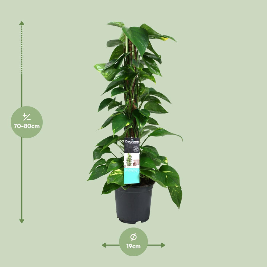 Scindapsus (Epipremnum)