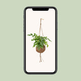Kokodama Monstera Minima - Hole plant