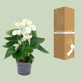 Anthurium White