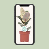 Ficus Elastica Tineke