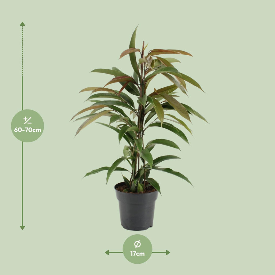 Ficus Binnendijkii Amstel King