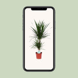 Dracaena Marginata