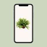 Nephrolepis Boston Green Moment