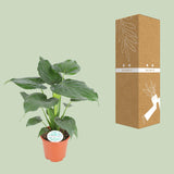 Alocasia Cucullata