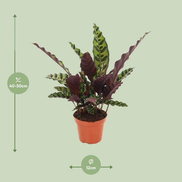 Calathea Insignis