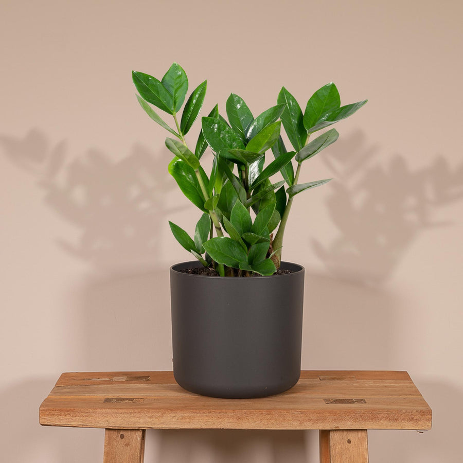Zamioculcas