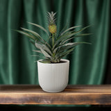 Bromelia Pineapple