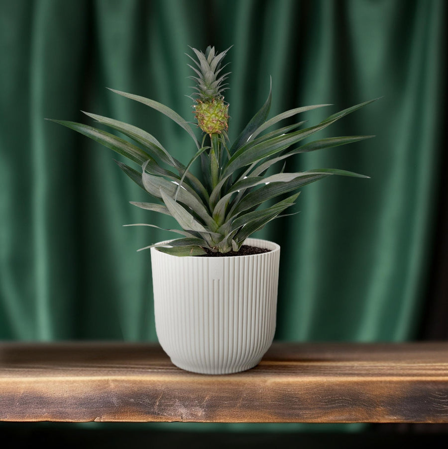 Bromelia Pineapple