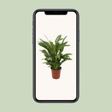 Spathiphyllum Torelli