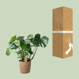 Monstera In Natural Basket