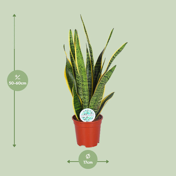 Sansevieria Trifasciata Laurentii