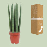 Sansevieria Straight