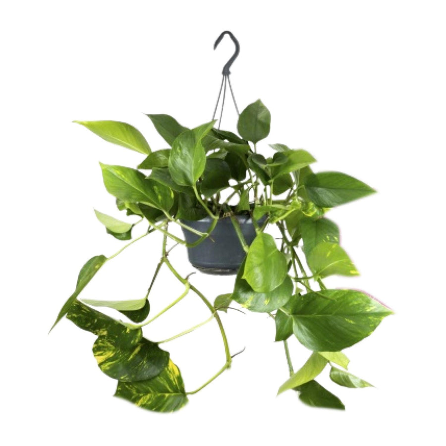 Epipremnum Aureum