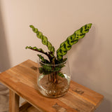 Calathea Insignis in Kingston glas