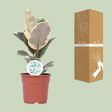 Ficus Elastica Tineke