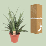 Sansevieria Diamond Green