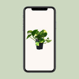 PROMO - Scindapsus (Epipremnum) Aureum