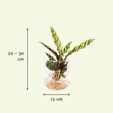 Calathea Insignis in Kingston glas