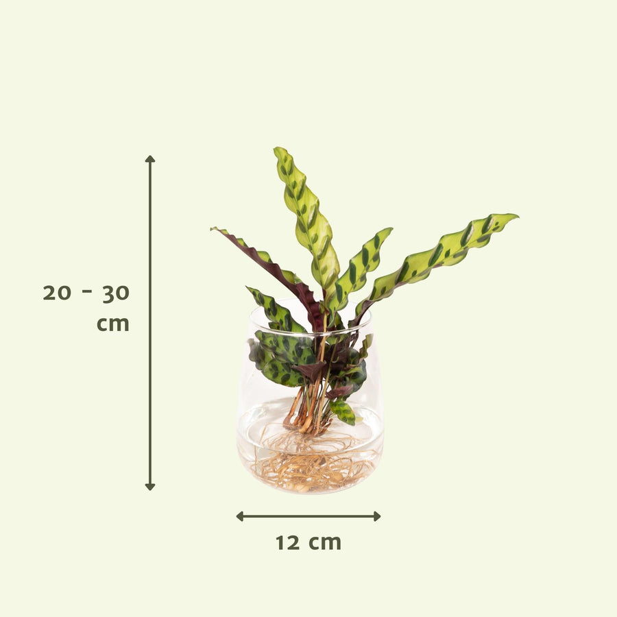 Calathea Insignis in Kingston glas