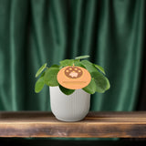 Pilea Peperomioides