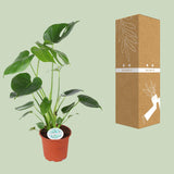 Monstera Deliciosa