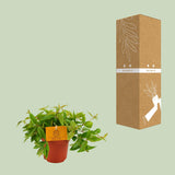 Peperomia Ang. Rocca Vivace