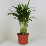 Areca Dypsis