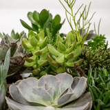 Everspring - Succulent Mix - 18 pieces - 10 cm - Ø8,5 - 9