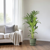 Howea Forsteriana