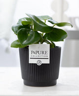 Peperomia Raindrop In P&PURE Liv Ceramics Matt Black