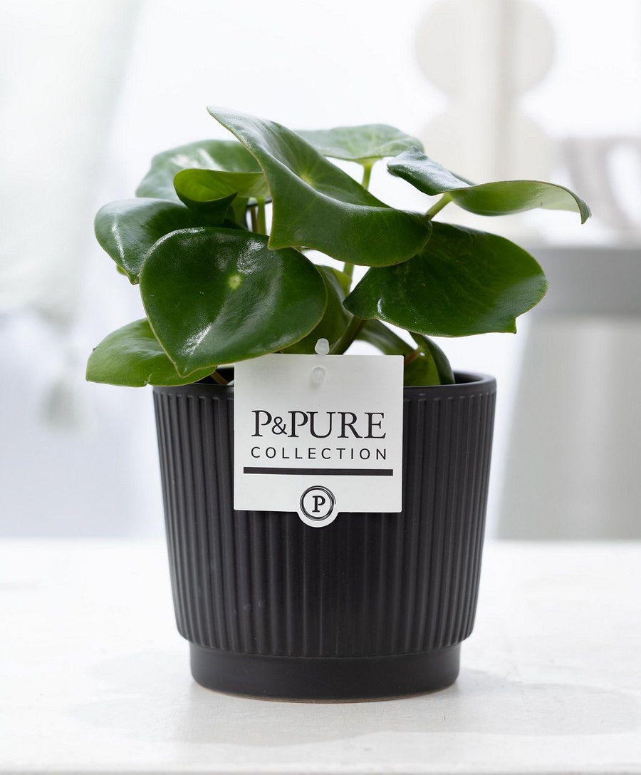 Peperomia Raindrop In P&PURE Liv Ceramics Matt Black