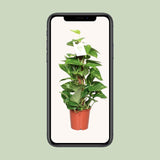 Epipremnum Pinnatum Mosstok Scindapsus