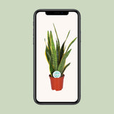 Sansevieria Trifasciata Laurentii