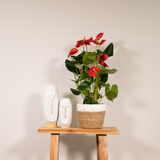 Anthurium Red
